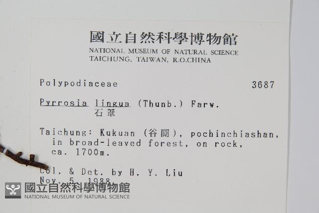 石葦藏品圖，第2張