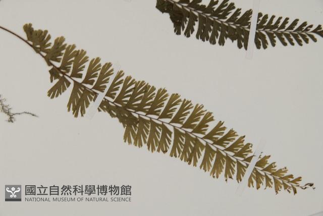 鞭葉鐵線蕨藏品圖，第3張