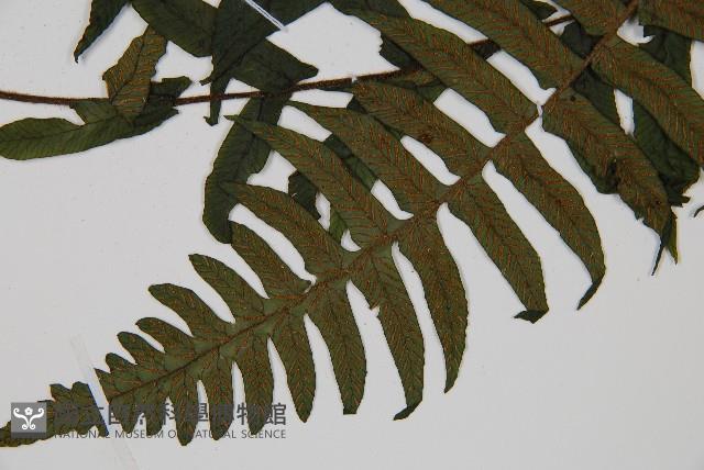 樸氏雙蓋蕨、毛柄蹄蓋蕨藏品圖，第3張