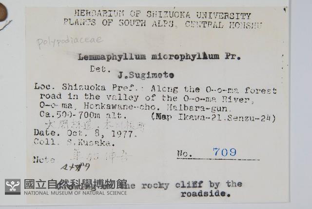 抱樹蕨、伏石蕨藏品圖，第2張