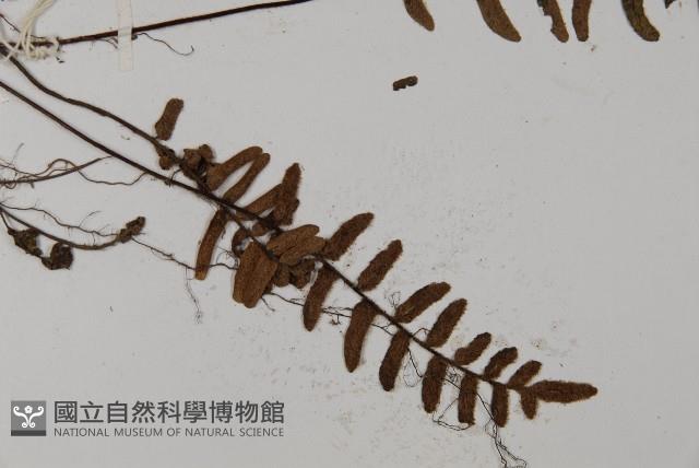 滇西金毛裸蕨藏品圖，第3張