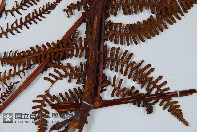 登錄號:P010023藏品圖，第6張