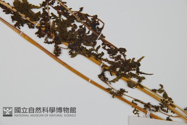 華南鱗蓋蕨藏品圖，第3張