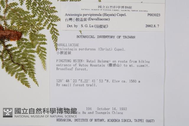 台灣小膜蓋蕨藏品圖，第2張