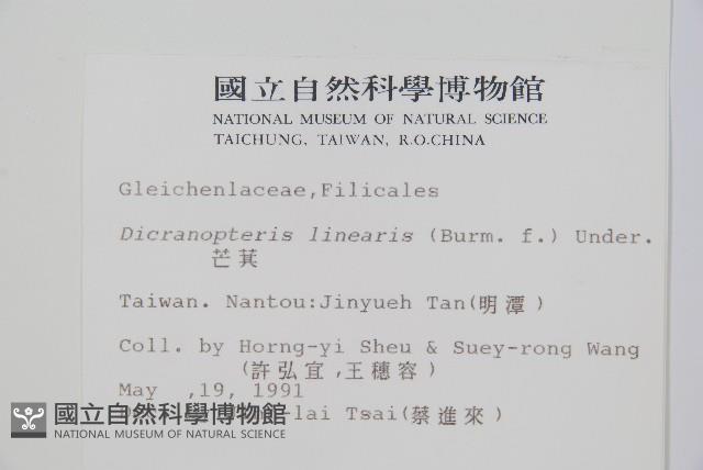 芒萁藏品圖，第2張