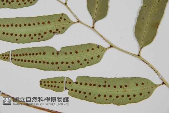 網脈耳蕨、柳葉蕨藏品圖，第3張