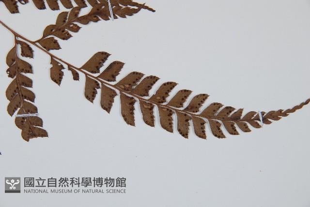 屋久複葉耳蕨藏品圖，第3張