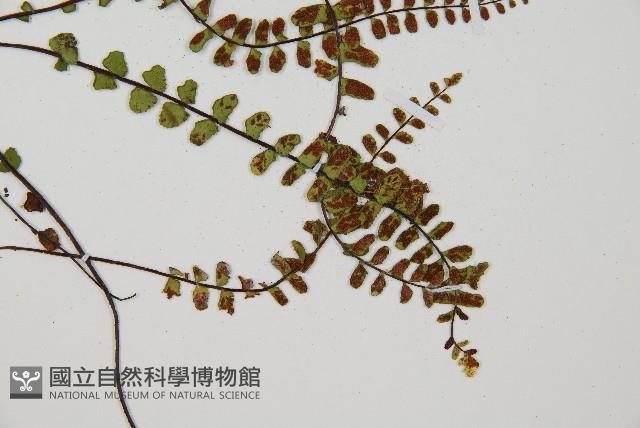 鐵角蕨藏品圖，第3張