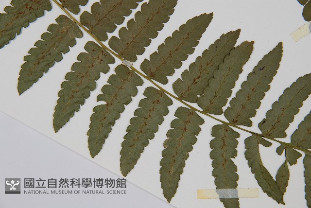 德氏雙蓋蕨藏品圖，第3張