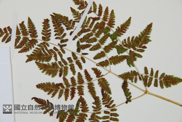 細裂羽節蕨藏品圖，第6張