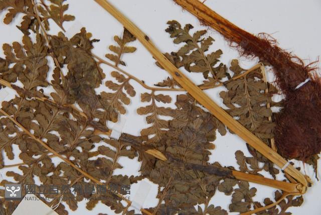 貴州軸果蕨藏品圖，第3張