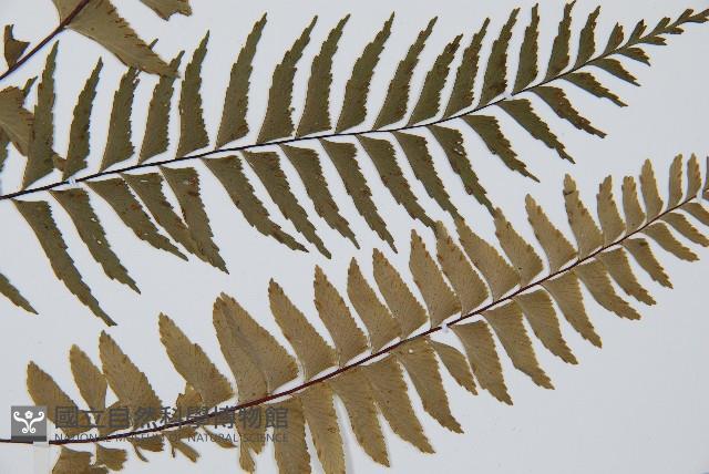 單邊鐵角蕨藏品圖，第3張