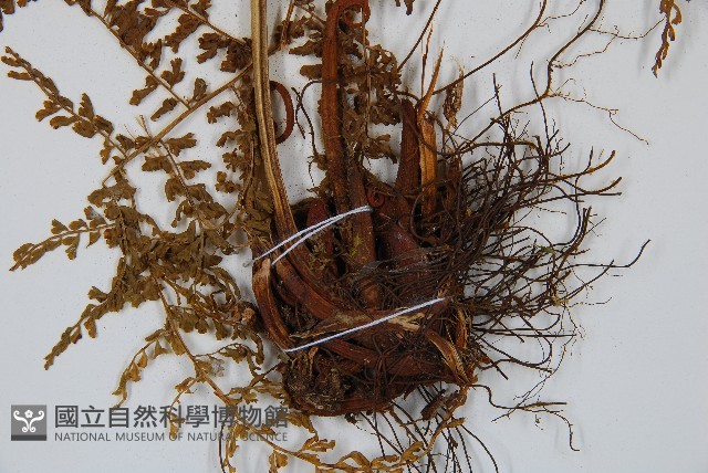 稀子蕨藏品圖，第3張
