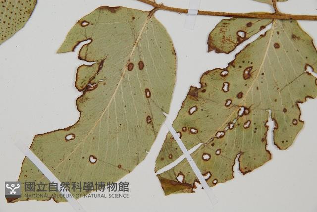 大葉貫眾蕨藏品圖，第3張