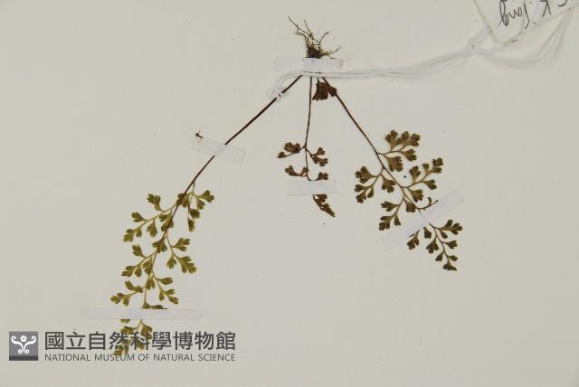 翠蕨藏品圖，第3張