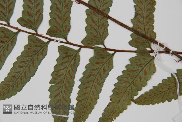 耳羽短腸蕨藏品圖，第3張