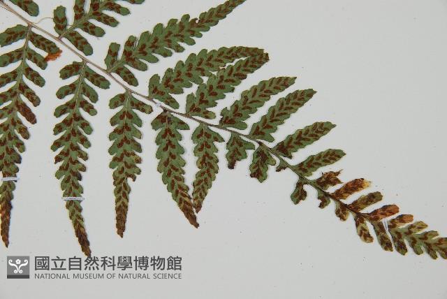 阿里山蹄蓋蕨藏品圖，第3張