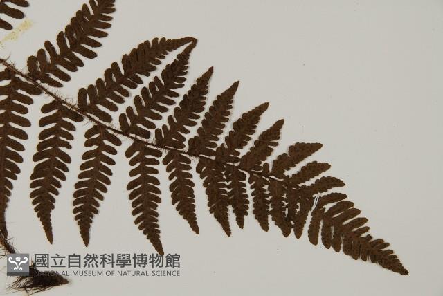 愛德氏肋毛蕨藏品圖，第3張