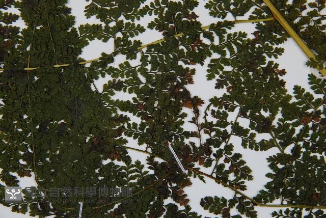 稀子蕨藏品圖，第3張