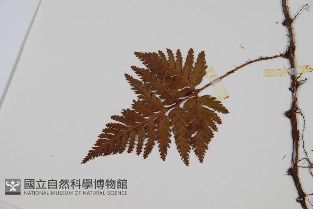 鱗葉陰石蕨藏品圖，第3張