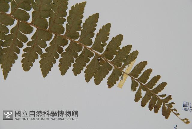 Accession Number:P001423 Collection Image, Figure 3, Total 5 Figures