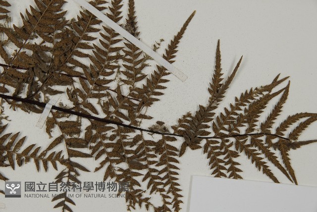 粉葉蕨藏品圖，第3張
