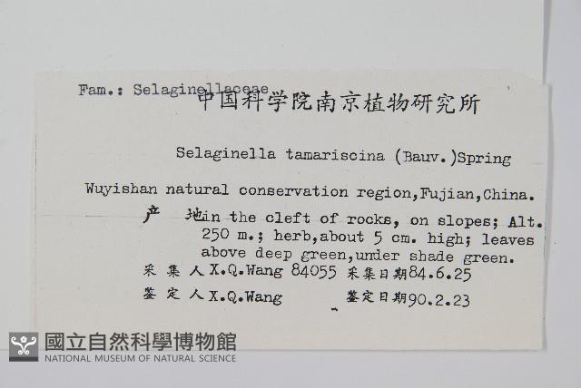 萬年松藏品圖，第2張