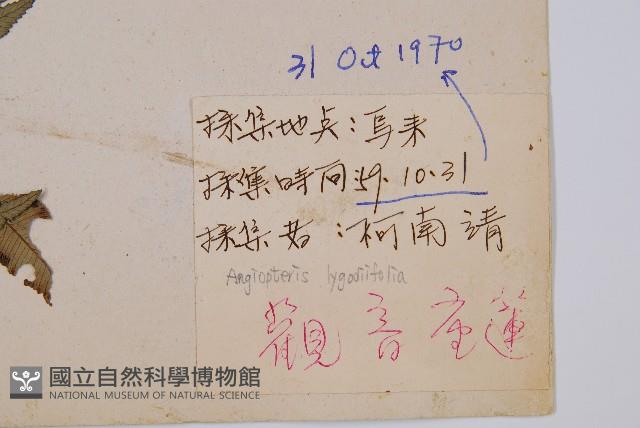 觀音座蓮藏品圖，第2張