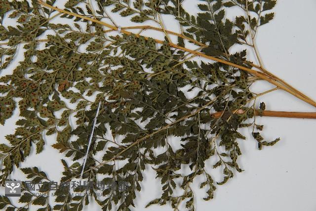 臺灣兩面複葉耳蕨藏品圖，第3張