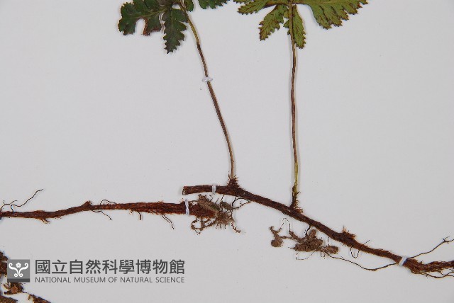 鱗葉陰石蕨藏品圖，第3張