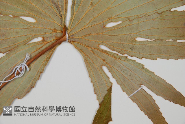 雙扇蕨藏品圖，第3張