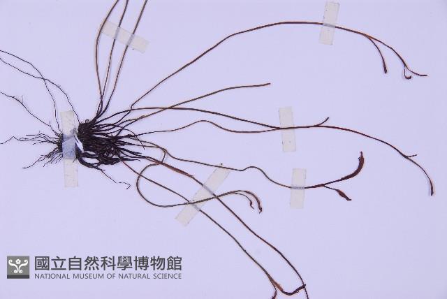 Forked spleenwort Collection Image, Figure 3, Total 4 Figures