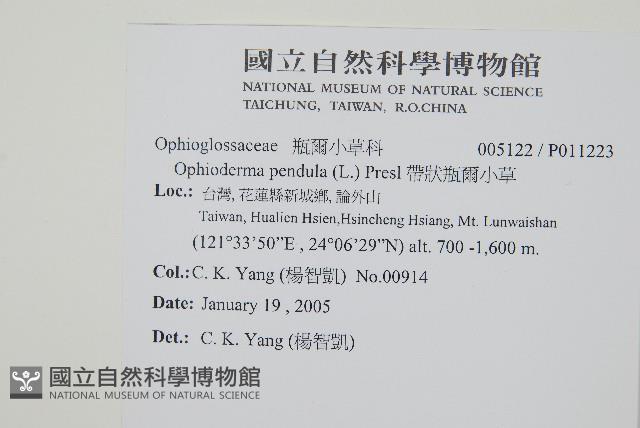 帶狀瓶爾小草藏品圖，第2張