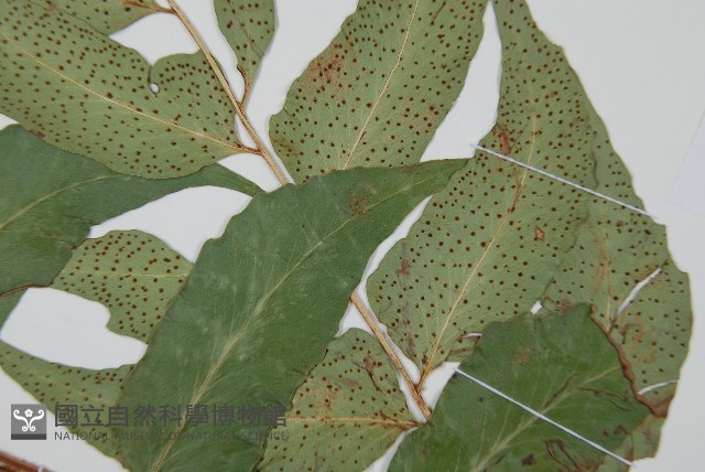 披針貫眾蕨藏品圖，第3張