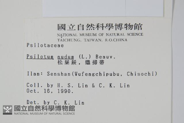 松葉蕨藏品圖，第2張