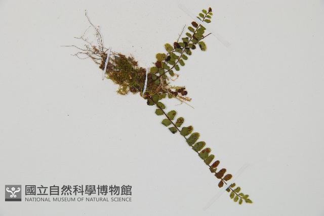 鐵角蕨藏品圖，第3張
