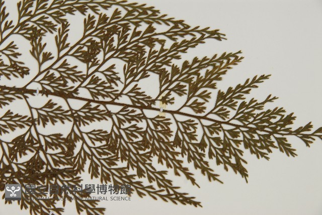 骨碎補鐵角蕨藏品圖，第3張