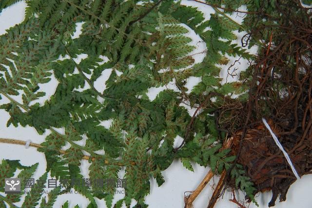 日本蹄蓋蕨藏品圖，第3張