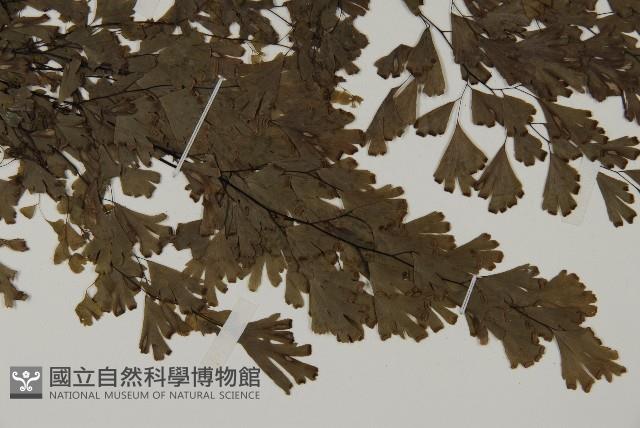 登錄號:P004703藏品圖，第3張