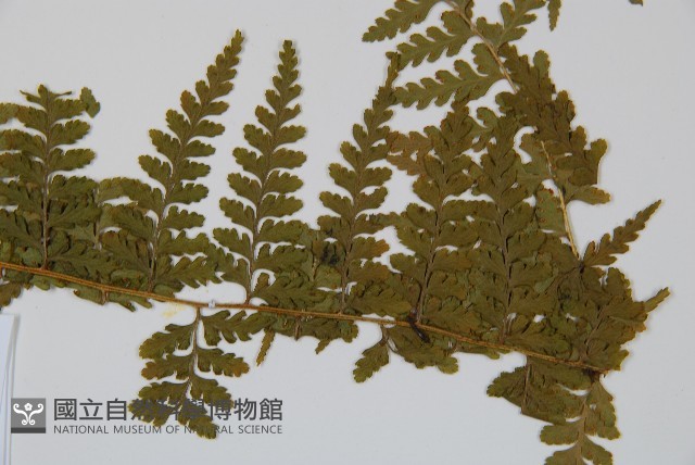 司氏碗蕨藏品圖，第3張