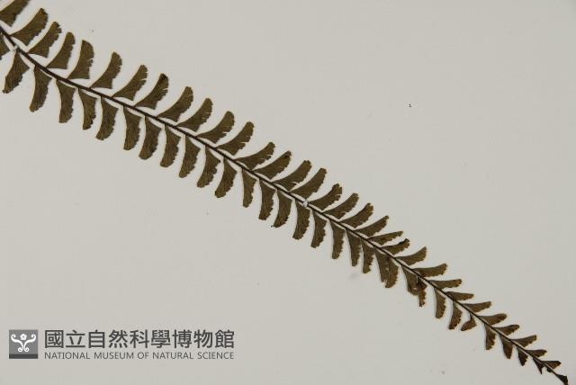 鞭葉鐵線蕨藏品圖，第3張