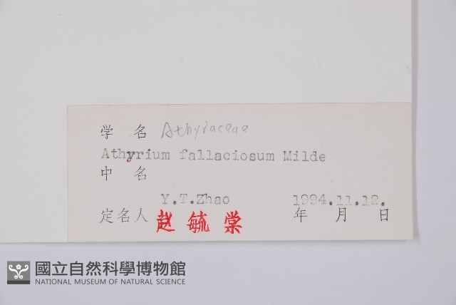 麥稈蹄蓋蕨藏品圖，第3張