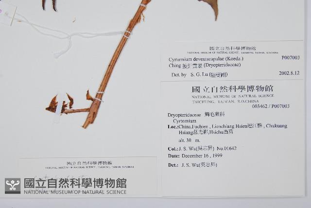 全緣貫眾蕨藏品圖，第2張