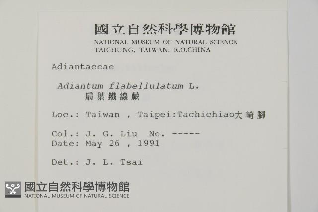 扇葉鐵線蕨藏品圖，第2張