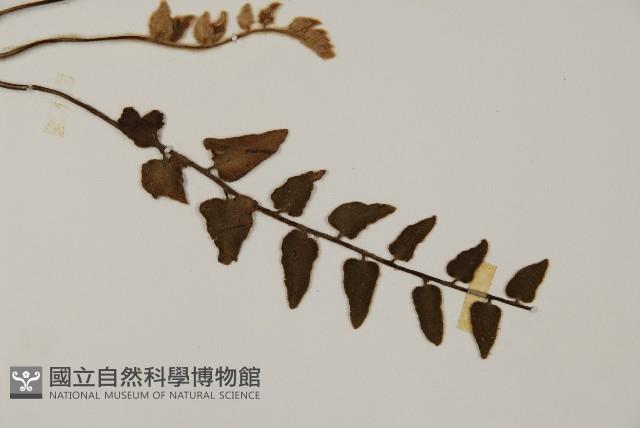 金毛裸蕨藏品圖，第3張