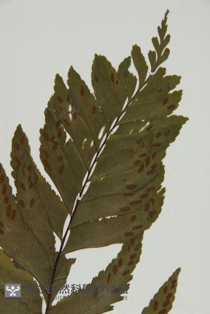 剪葉鐵角蕨藏品圖，第3張