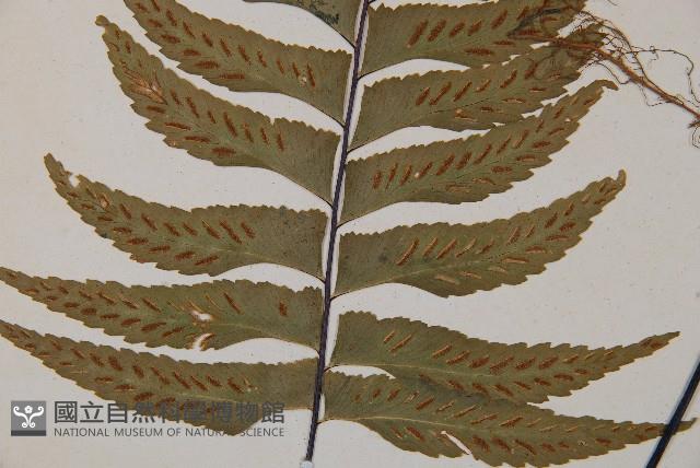 單邊鐵角蕨藏品圖，第3張