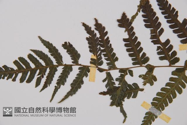 奄美短腸蕨藏品圖，第3張