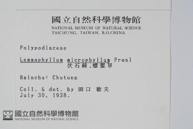 抱樹蕨、伏石蕨藏品圖，第2張