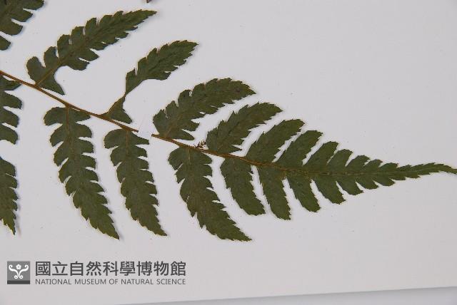 奄美短腸蕨藏品圖，第3張